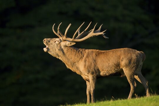 Red Deer (Cervus elaphus), roaring during the rut in the evening light, captive, Lower Saxony, Germany