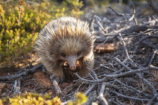 An echidna searches for food and rummages through the ground along the path at sunset. Warm light lies over rocks and the sea. Cape Raoul, Tasman Peninsula, Tasmania, Australia