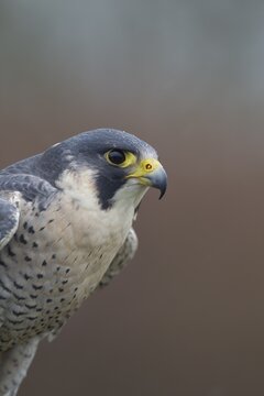 Peregrine falcon (Falco peregrinus) adult bird animal head portrait, England, United Kingdom