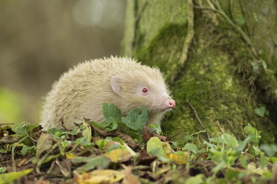 European hedgehog (Erinaceus europaeus) adult white or albino animal in a woodland, Suffolk, England, United Kingdom