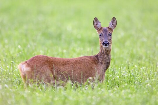 A roe deer (Capreolus capreolus) stands attentively in the tall green grass and looks directly into the camera, Ellerbeck, Bissendorf, Lower Saxony, Germany