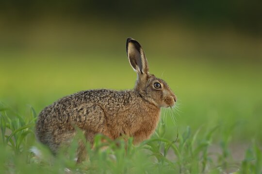 European brown hare (Lepus europaeus) adult animal feeding in a farmland maize crop in the summer, England, United Kingdom