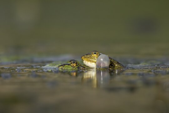 Even when mating and laying eggs, the male water frog (Pelophylax kl. esculentus) can't stop croaking, spawning season, Germany