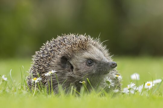 European hedgehog (Erinaceus europaeus) adult animal on a garden grass lawn with flowering daisy flowers in the summer, Suffolk, England, United Kingdom