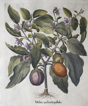 Aubergine (Solanum melongena) or egg plant, hand-coloured copperplate engraving by Basilius Besler, from Hortus Eystettensis, 1613