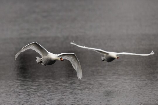 Two swans flying synchronised over calm water, Mute Swan, (cygnus olor), wildlife, Germany