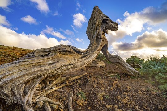 Juniper tree Sabina shaped by the wind near El Sabinar, El Hierro, Canary Islands, Spain
