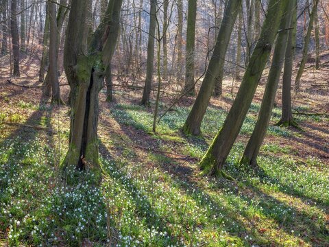 Sunny forest in early spring, spring snowflake in bloom (Leucojum vernum), Goseck, Saxony-Anhalt, Germany