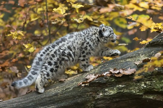 A snow leopard cautiously exploring a tree trunk in the middle of an autumnal forest, snow leopard, (Uncia uncia), young