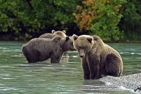 Brown bear (Ursus arctos) sitting on the shore while its siblings search for salmon in the water, Lake Clarke National Park, Alaska, USA