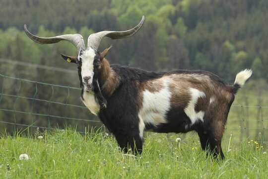 Domestic goat (Capra aegagrus hircus) 3, 5 year old buck, highly endangered species, Allg&auml;u, Bavaria, Germany
