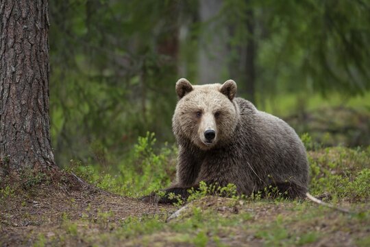 European brown bear (Ursus arctos) adult female sat in a boreal forest, Suomussalmi, Karelia, Finland