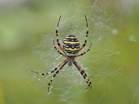Wasp spider (Argiope bruennichi) in its catch net wetted with morning dew, Hesse, Germany
