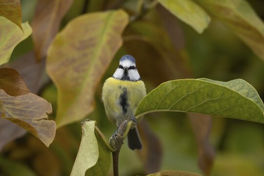Blue tit (Cyanistes Caeruleus) adult bird amongst autumn leaves of a garden Magnolia tree, Suffolk, England, United Kingdom