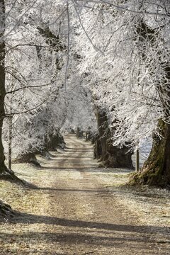 Snow-covered avenue creates a peaceful and quiet winter landscape, Linden avenue near Maria Schnee, Nassenbeuren, Unterallg&auml;u, Bavaria, Germany