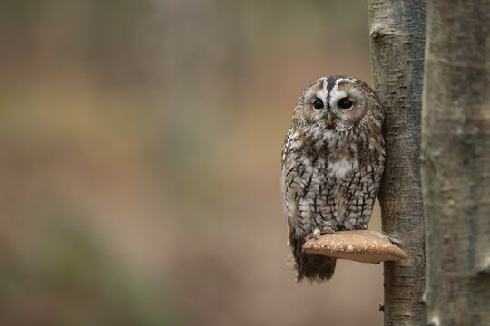 Tawny owl (Strix aluco) adult bird on a Bracket fungi on a tree trunk in a woodland in the autumn, England, United Kingdom