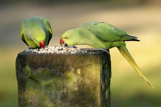 Two collared parakeets (Psittacula krameri) sitting at a feeding station, wildlife, Germany