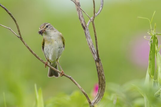 The willow warbler (Phylloscopus trochilus) parents bring food for the young birds every minute, rearing young, bird brood, Germany