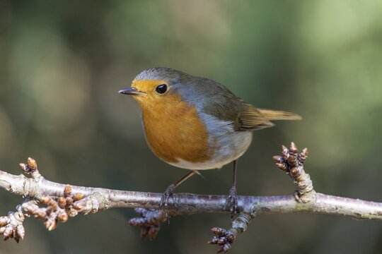 A robin (Erithacus rubecula) sitting on a branch in a natural environment, Baden-W&uuml;rttemberg, Germany