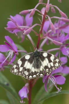 Marbled white (Melanargia galathea) butterfly adult resting on a Rosebay willowherb flower, Suffolk, England, United Kingdom