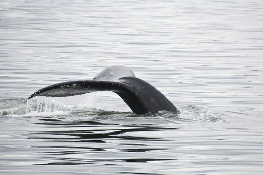 Humpback Whale fluking, flukes (Megaptera novaeangliae), Baleen Whales, Alaska's Inside Passage, Alaska, USA