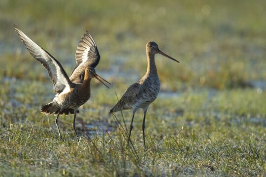 Black-tailed Godwit (limosa limosa) in a wet meadow, mating, Lake D&uuml;mmer, Lembruch, Lower Saxony, Germany