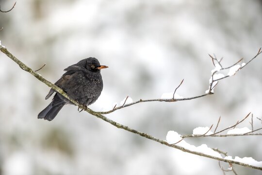 A blackbird cock (Turdus merula) with fluffed up up plumage resting on a beech branch, winter, snow, cold, December, Germany