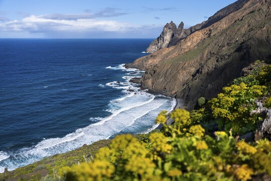 The north-west coast of La Gomera with the Playa de Arguamul beach. Mountains, cliffs and steep coast. Yellow flowers in the foreground (Sedum), Guillama, La Gomera, Canary Islands, Spain