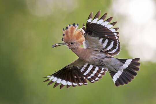 Hoopoe (Upupa epops) Bird of the Year 2022, male with food, prey, bridal gift, mating, courtship, foraging, erected canopy, sunrise, interaction, flying, approaching, wings, climate change, Middle Elbe Biosphere Reserve, Saxony-Anhalt, Germany