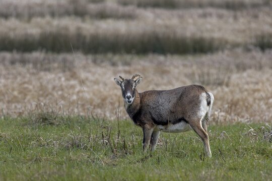 The female mouflon (Ovis gmelini) rarely interrupts her search for food, Germany