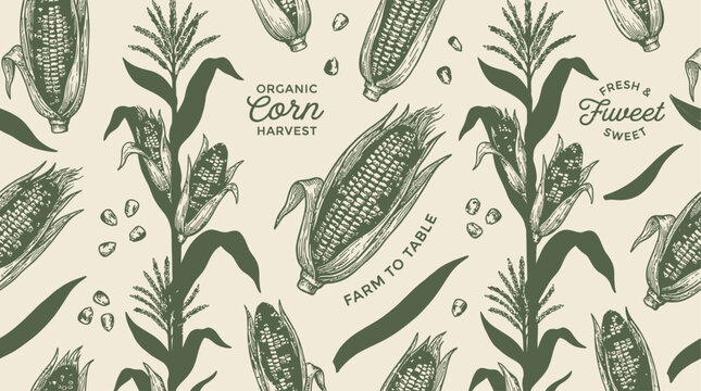 Vibrant overhead view of fresh organic golden corn cobs arranged in a dense pattern after a healthy summer harvest of raw sweet maize kernels for nutritional food background.