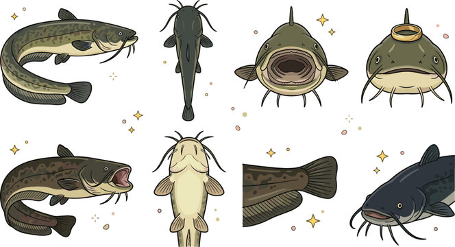 Catfish Collection Vector Illustration with Multiple Views Anatomy Details Freshwater Fish and Aquatic Wildlife Educational Set