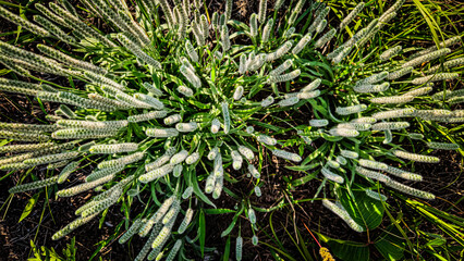 Top view of dense woolly plantain flower spikes growing in a wild green field. Environment background. © mailcaroline