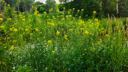 Obraz premium Beautiful riverbed landscape with blooming wild hill mustard yellow flowers in a lush green environment background.