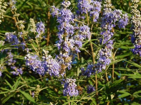 Chaste tree, or vitex agnus castus flowers and honey bees, in Athens, Greece