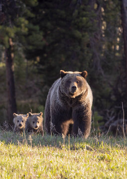Sow Grizzly Bear With Her Cubs in Springtime in Wyoming