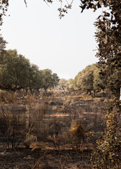 Natural framing of a scorched cattle pasture under eerie dramatic light in Salamanca, Spain © elena