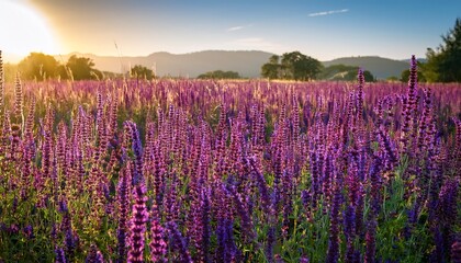 Fototapeta premium A Vibrant Meadow Filled With Numerous Tall Purple Salvia Flower Spikes Basking In Bright Sunlight Creates A Beautiful Pollinator Friendly Natural Landscape Scene