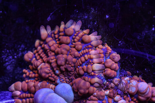 Macro Photo of a Vibrant Raunchy Red Bounce Mushroom Coral in a Reef Aquarium