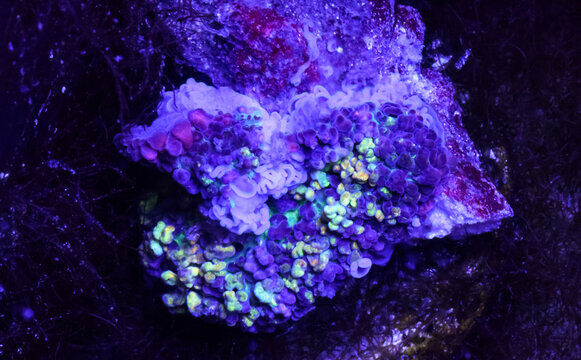Fluorescent Mushroom Coral Under Actinics in a Reef Aquarium