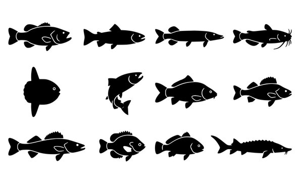  Flat river fish vector icon set with fresh water lake trout bass catfish and salmon elements