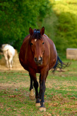 Fototapeta premium Chevaux du domaine Châtelard.