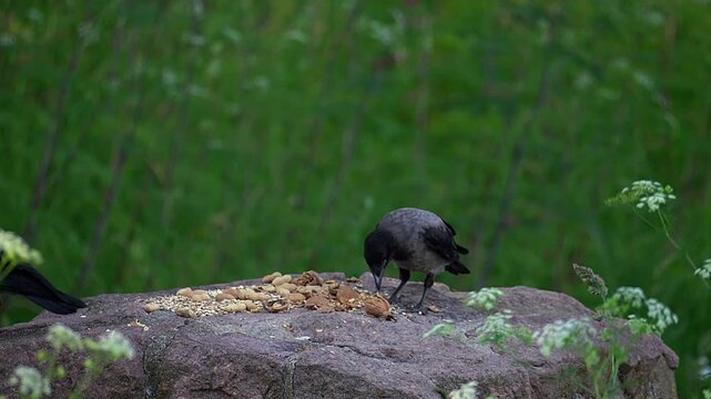 Hooded crow standing on a large stone against a green grass background