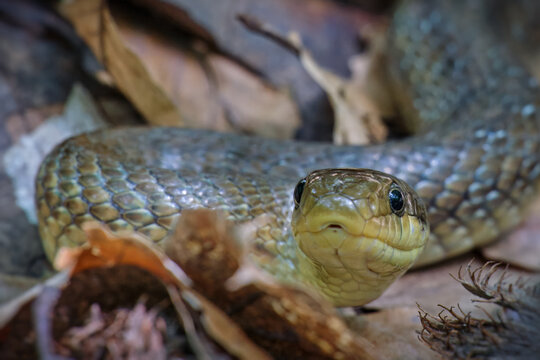 A Zamenis longissimus close-up, front-facing shot of a textured, light-brown patterned snake resting amidst autumn leaves with its head and dark, focused eyes staring directly into the camera.