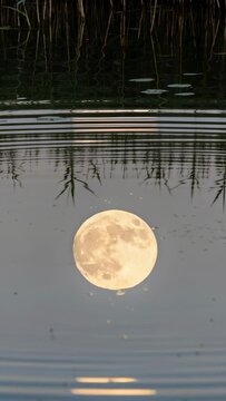 Vertical video: Rippling full moon wobbling on pond at twilight after top ripple near reeds