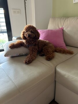 Life of an adorable poodle, perro, caniche, animal, mascota, cachorro, miniatura, adorable, chistoso