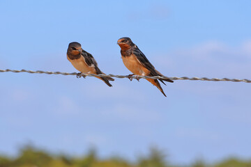 2 hirondelles sur le fil © helenedevun