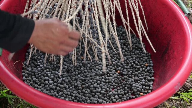 Acai berry harvest. Farmer hands stripping fresh raw acai berries from branches into a red basin. Close up of organic acai berry agricultural farming concept.