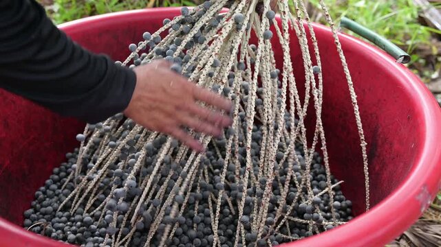 Acai berry harvest. Close up of farmer hands stripping fresh organic acai berries from branches into a red basin. Agricultural farming and raw harvesting concept.