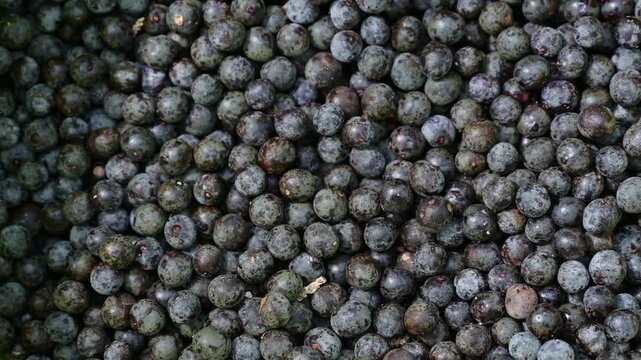 Acai berry harvest. Macro close up of fresh raw acai berries. Detail of dark purple organic acai berry fruits background. Agricultural farming concept.